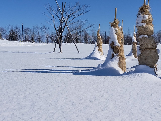 冬囲い・雪吊り012