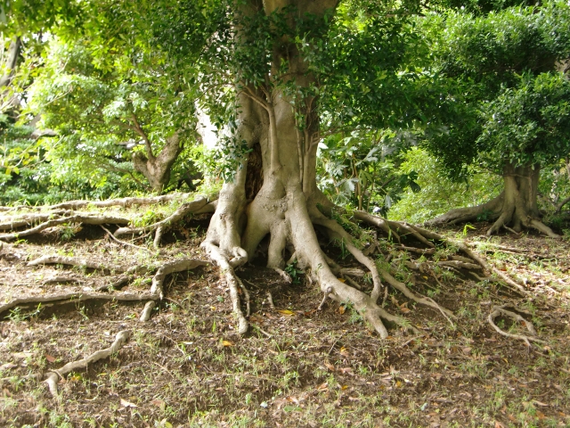 庭木を移植・植替え際の方法を解説！難易度やリスクを理解して依頼しましょう_004