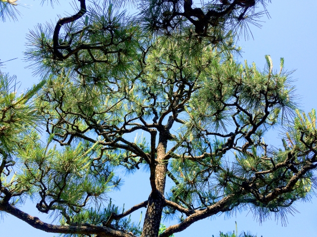 庭木を移植・植替え際の方法を解説！難易度やリスクを理解して依頼しましょう_006