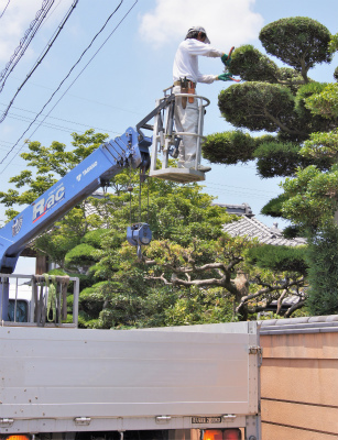 マキの木（槇・イヌマキ・ラカンマキ）の剪定時期や手入れ方法 | 剪定・伐採・草刈りなど庭手入れ専門造園業者｜植木屋smileガーデン