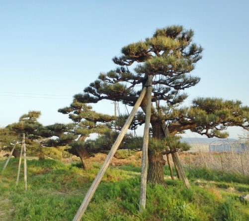 最高 松の木 黒松 庭木