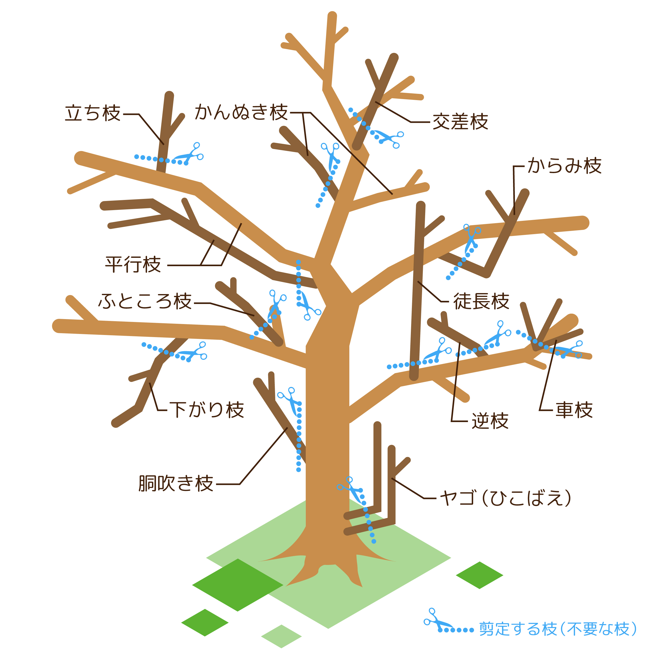 ビワの木の剪定時期や手入れ方法 | 剪定・伐採・草刈りなど庭手入れ専門造園業者｜植木屋smileガーデン