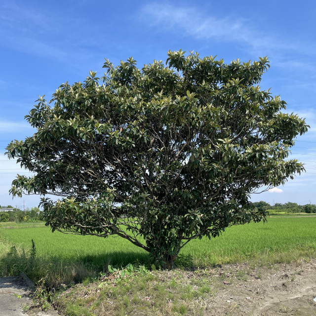 ビワの木の剪定時期や手入れ方法 | 剪定・伐採・草刈りなど庭手入れ専門造園業者｜植木屋smileガーデン