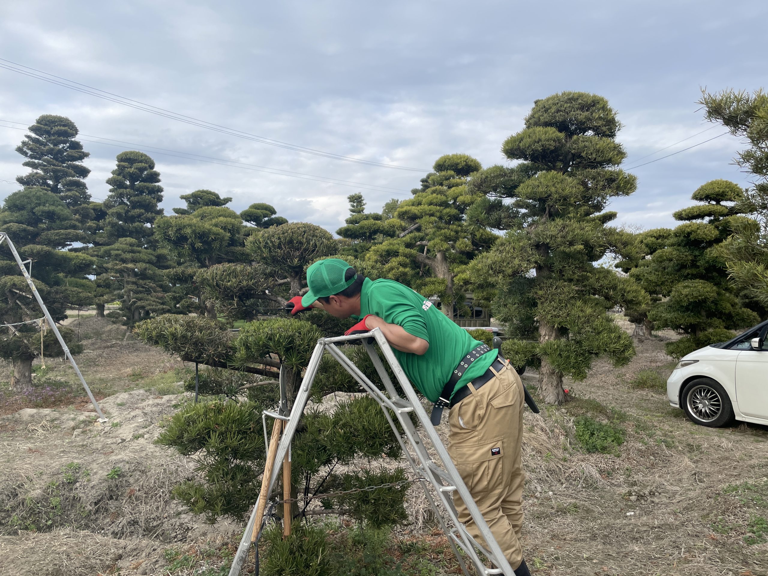 チャボヒバの剪定時期や手入れ方法| 剪定・伐採・草刈りなど庭手入れ専門造園業者｜植木屋smileガーデン