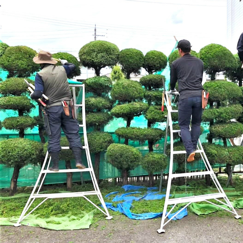 チャボヒバ 引き取り限定 庭木 植木 割引